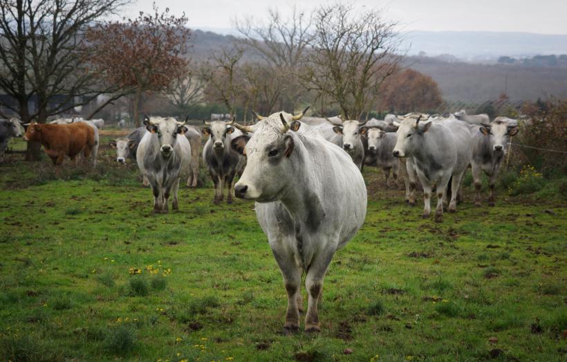 vache gasconne des pyrenees